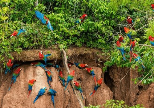 Reserva Nacional de Tambopata – Puerto Maldonado – Madre de Dios – Perú Reserva Nacional de Tambopata - Puerto Maldonado - Madre de Dios - Perú